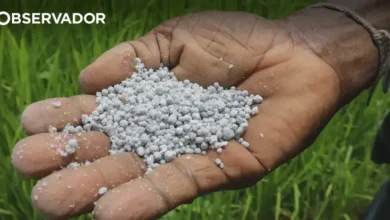 Agricultores de Serpa criticam escalada de preços