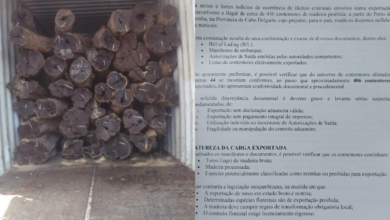 Cerca de 400 contentores de madeira exportados ilegalmente para China e Vietname