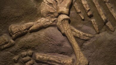 Qual é o fóssil de dinossauro mais antigo já descoberto?