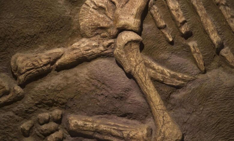 Qual é o fóssil de dinossauro mais antigo já descoberto?