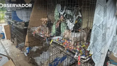 Arguida por maus-tratos após resgate de 250 cães