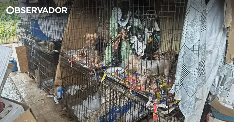Arguida por maus-tratos após resgate de 250 cães