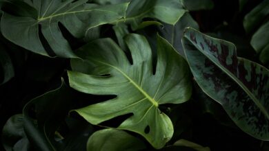 Até quando as plantas vão durar na Terra? Este estudo já prevê o prazo final