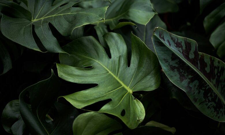 Até quando as plantas vão durar na Terra? Este estudo já prevê o prazo final