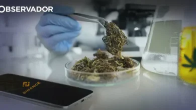 Como uma rede de falsa canábis medicinal enganou o Infarmed