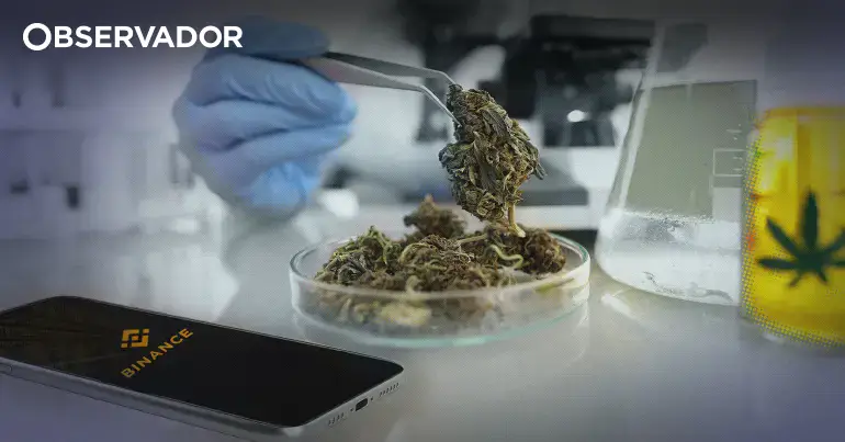 Como uma rede de falsa canábis medicinal enganou o Infarmed