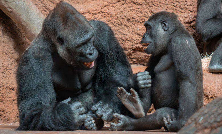 De onde vem a risada? Macacos já riam há 15 milhões de anos, diz estudo