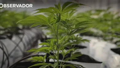 Governo reforça fiscalização da canábis medicinal