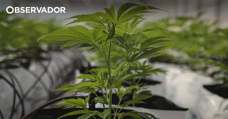 Governo reforça fiscalização da canábis medicinal