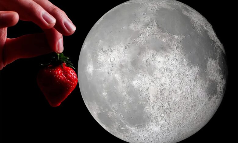 Hoje tem “Lua de Morango” – entenda o motivo do nome