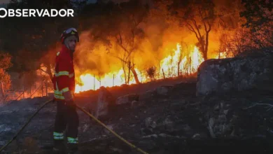 Incêndios: milhares de pessoas trabalham na proteção do país