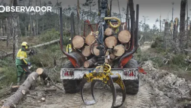 Incêndios: prazo para limpeza de terrenos perto de terminar