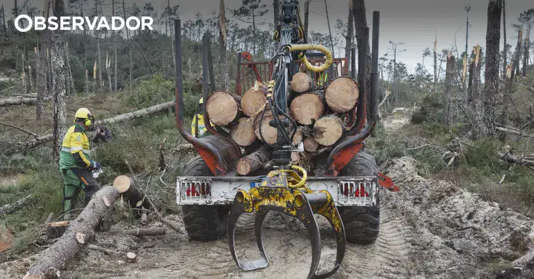 Incêndios: prazo para limpeza de terrenos perto de terminar