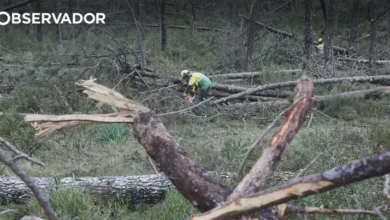 Kristin. ICNF prevê concluir limpeza da Mata de Leiria