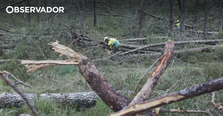 Kristin. ICNF prevê concluir limpeza da Mata de Leiria