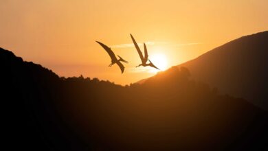 País dos dinossauros? Brasil desvenda segredo de fóssil de 113 milhões de anos