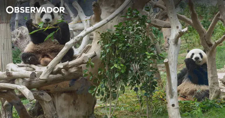 Pandas gémeos de Macau partem em outubro