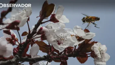 Portugal com níveis elevados de pólen na atmosfera