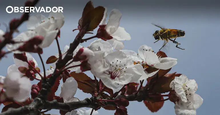 Portugal com níveis elevados de pólen na atmosfera