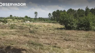 Prazo para limpar terrenos termina esta terça-feira