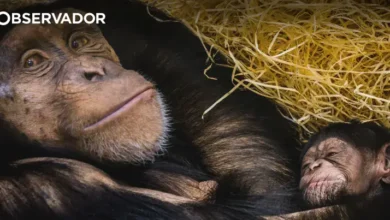 Primatas conseguem emitir risos semelhantes aos humanos