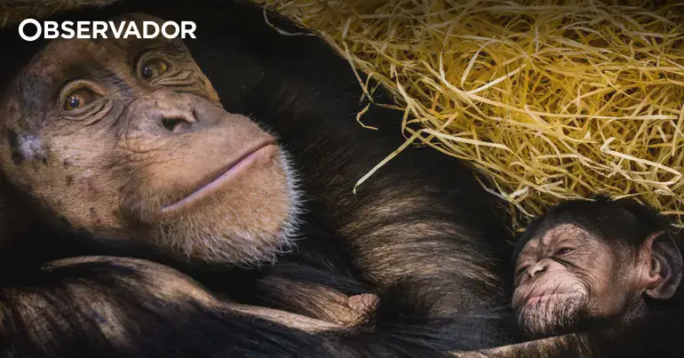 Primatas conseguem emitir risos semelhantes aos humanos