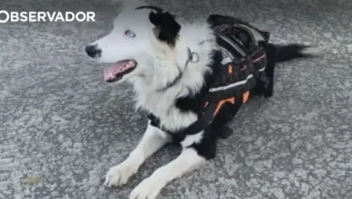 Venezuela. Cão Tsunami já encontrou 12 pessoas com vida