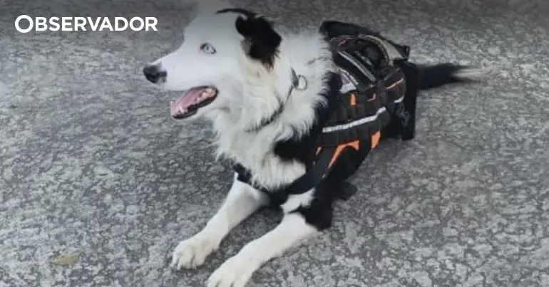 Venezuela. Cão Tsunami já encontrou 12 pessoas com vida
