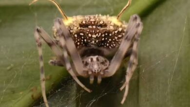 Aranha usa “fungo zumbi” para se camuflar de inimigos e matar presas