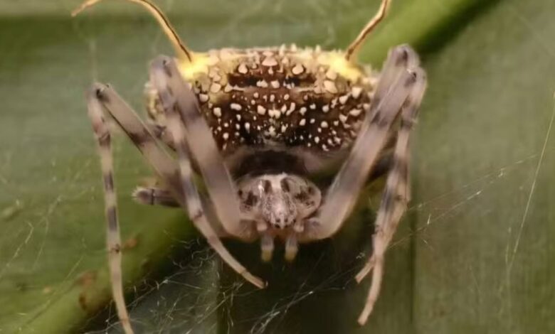 Aranha usa “fungo zumbi” para se camuflar de inimigos e matar presas