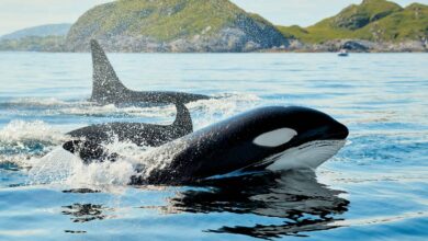 Baleias-piloto desafiam orcas e intrigam cientistas com fuga de predadores