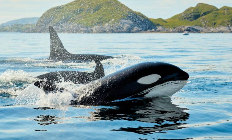 Baleias-piloto desafiam orcas e intrigam cientistas com fuga de predadores