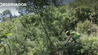 Calor: Proteção Civil do Barreiro encerra Mata da Machada