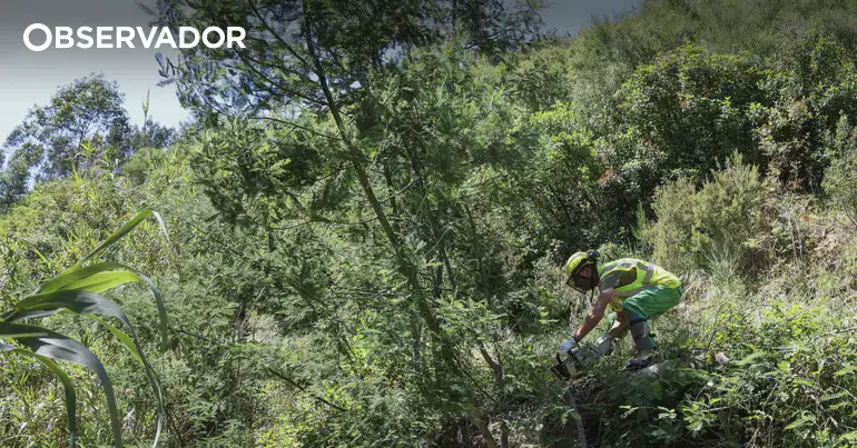 Calor: Proteção Civil do Barreiro encerra Mata da Machada