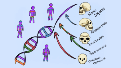 Cientistas identificam linhagens “fantasma” que deixaram DNA no genoma humano