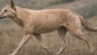 Conheça o mais completo ancestral dos cães já encontrado