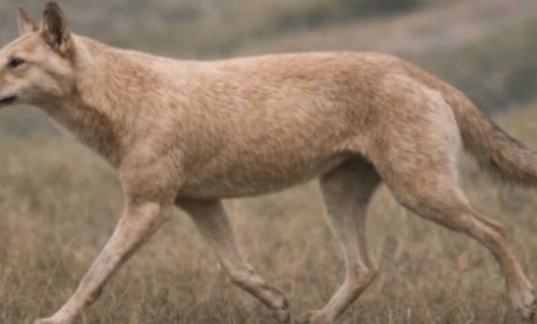 Conheça o mais completo ancestral dos cães já encontrado
