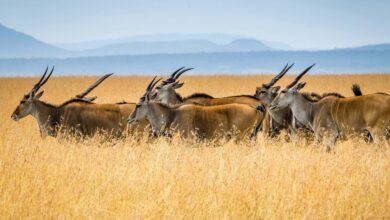 DNA de 50 mil anos na África desafia limites da ciência