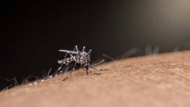 El Niño pode aumentar casos de dengue e chikungunya no Brasil
