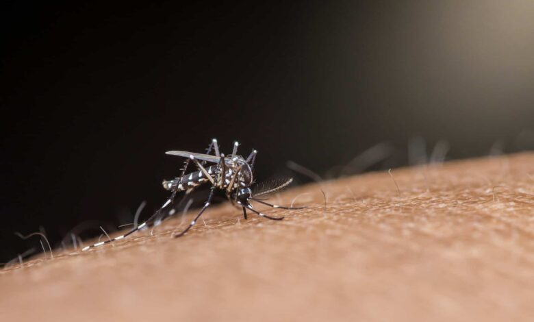 El Niño pode aumentar casos de dengue e chikungunya no Brasil