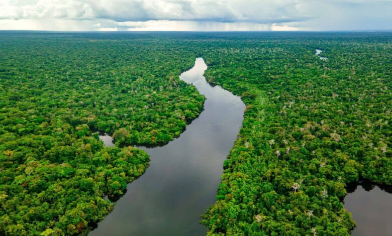 El Niño pode transformar a Amazônia de aliada em inimiga do clima, aponta pesquisa