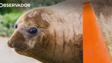 Elefante-marinho de uma tonelada é "celebridade" na Tasmânia