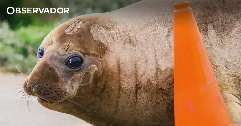 Elefante-marinho de uma tonelada é "celebridade" na Tasmânia