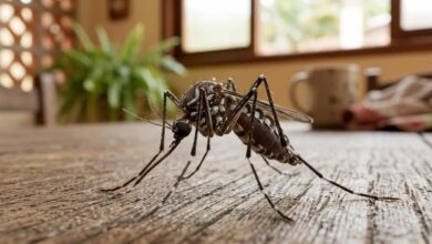 Esta IA detecta mosquitos perigosos pelo som de suas asas