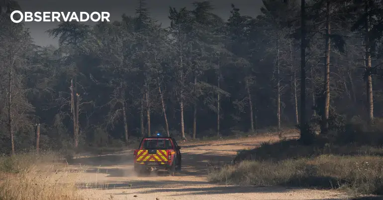 França: Incêndios florestais obrigam a retirar milhares