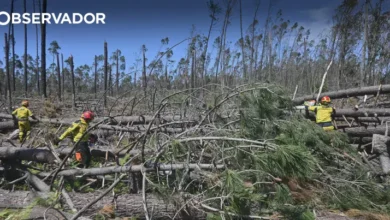 Governo vai pagar milhões de euros por limpeza de terrenos