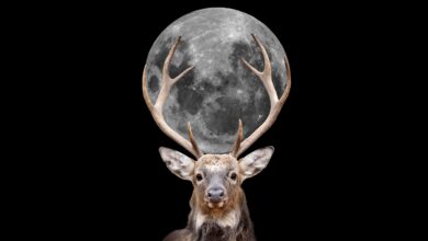 Hoje tem “Lua dos Cervos” no céu – entenda o motivo do nome