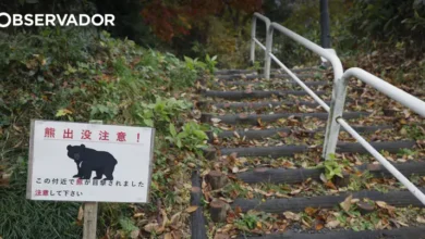Japão instala câmaras nas montanhas perante ataques de ursos