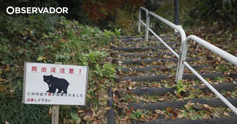 Japão instala câmaras nas montanhas perante ataques de ursos
