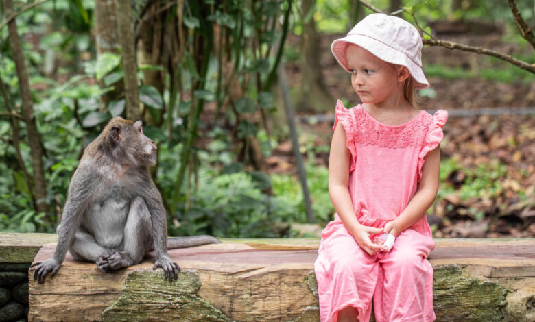 Macacos e humanos têm algo importante em comum, revela estudo